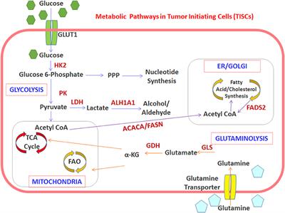 Immunogenicity of Tumor Initiating Stem Cells: Potential Applications in Novel Anticancer Therapy